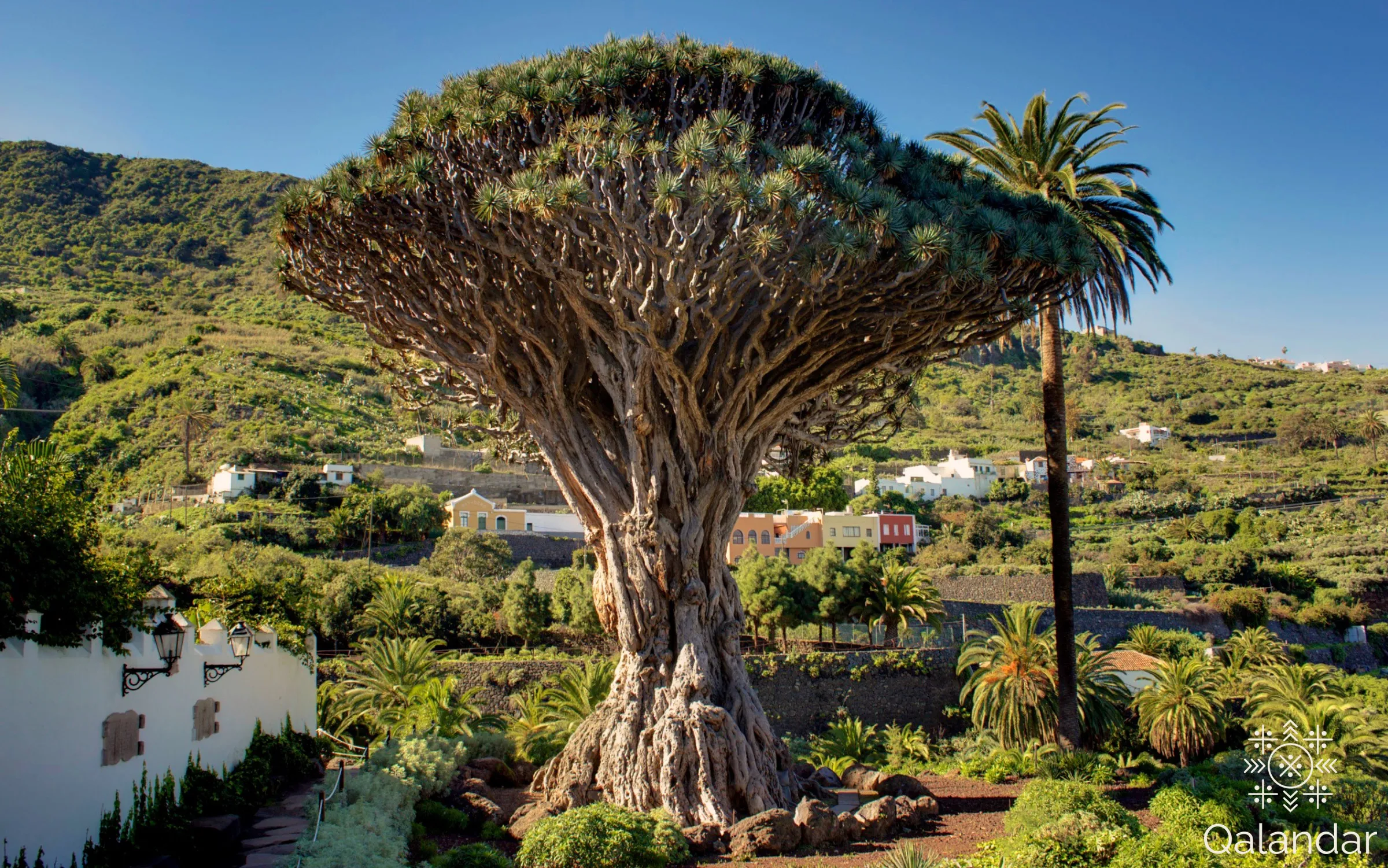 Sárkányfa Tenerifén